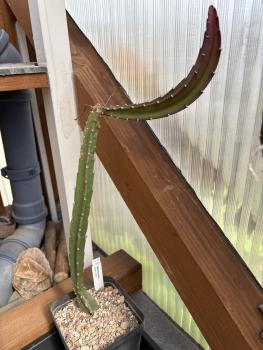 Selenicereus spec.